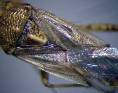 Nysius helveticus