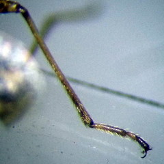 Nysius helveticus