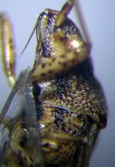 Nysius helveticus