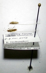 Nysius helveticus
