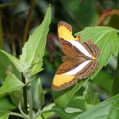 Adelpha cytherea