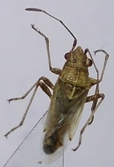 Nysius helveticus