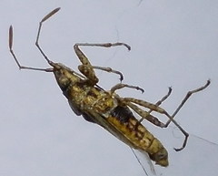 Nysius helveticus