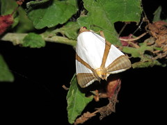 Eulepidotis rectimargo