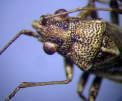 Nysius helveticus
