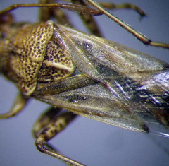 Nysius helveticus