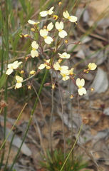 Stylidium luteum