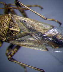 Nysius helveticus