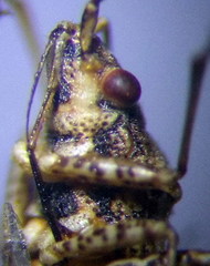 Nysius helveticus