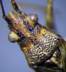 Nysius helveticus