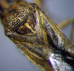 Nysius helveticus