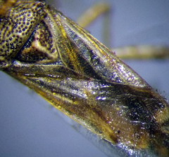 Nysius helveticus