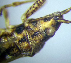 Nysius helveticus