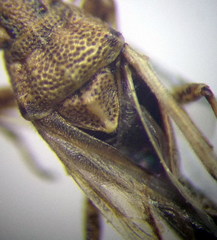 Nysius helveticus