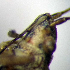 Nysius helveticus