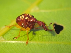 Korotyaevirhinus necopinus orientalis