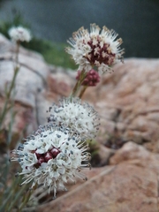 Malesherbia fasciculata