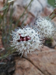Malesherbia fasciculata