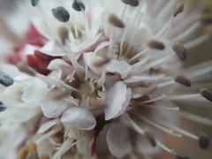 Malesherbia fasciculata