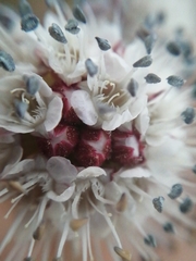 Malesherbia fasciculata