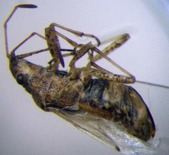 Nysius helveticus