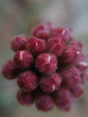 Malesherbia fasciculata