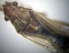 Nysius helveticus