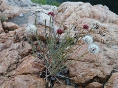 Malesherbia fasciculata