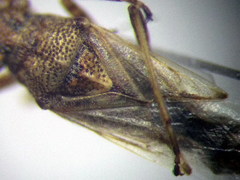 Nysius helveticus