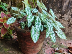 Caladium humboldtii