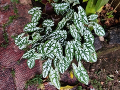 Caladium humboldtii