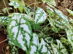 Caladium humboldtii