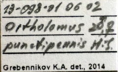 Nysius helveticus