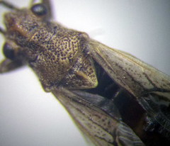 Nysius helveticus