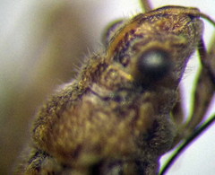 Nysius helveticus