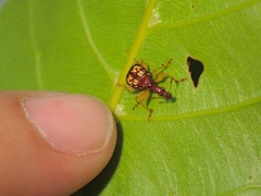 Korotyaevirhinus necopinus orientalis