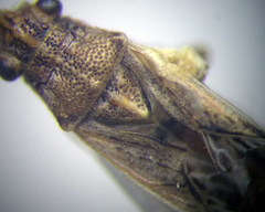 Nysius helveticus