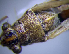 Nysius helveticus