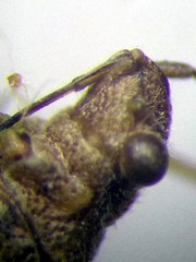 Nysius helveticus
