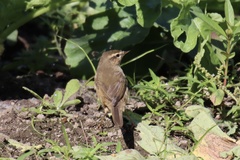 Phylloscopus fuscatus