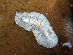 Eurylepta californica