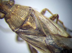 Nysius helveticus