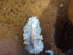 Eurylepta californica
