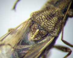 Nysius helveticus