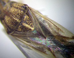 Nysius helveticus