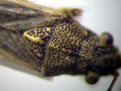 Nysius helveticus