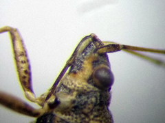 Nysius helveticus
