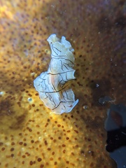Eurylepta californica