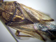 Nysius helveticus