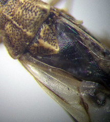Nysius helveticus